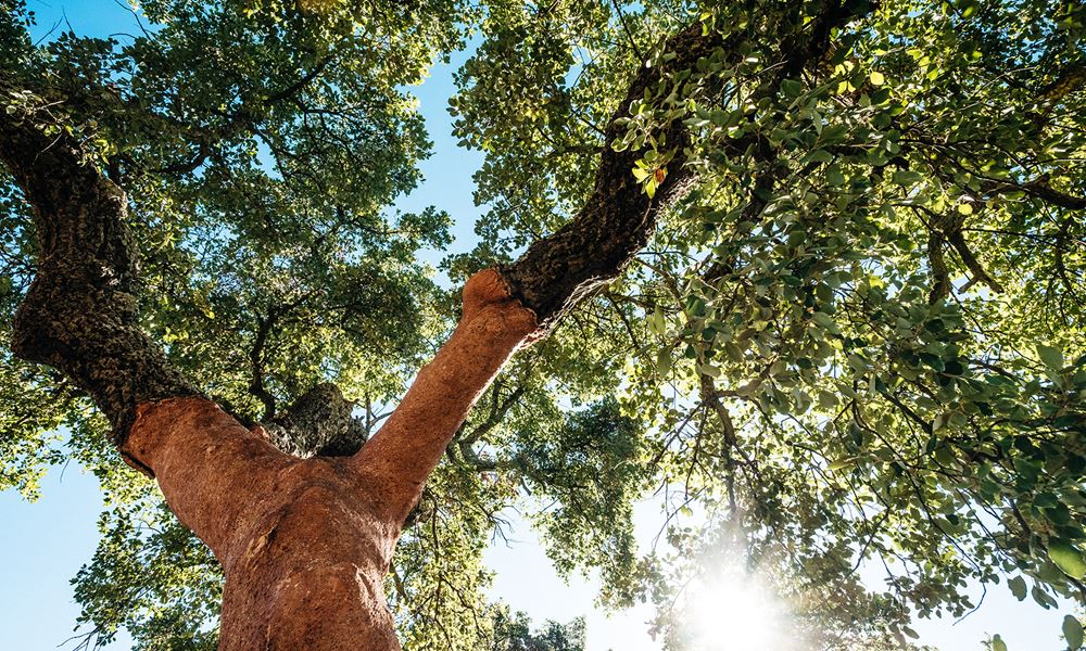 cork-oak-forest-corkeen.jpg